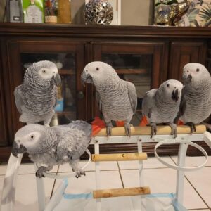 African greys