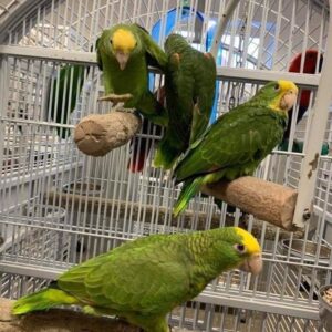 Amazon nape yellow head