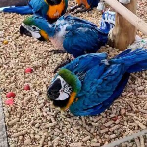 Blue and Gold macaw