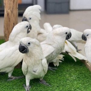 Cockatoo
