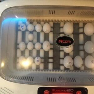 Fertile eggs