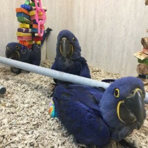 Hyacinth macaw