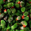 Indian ringnecks