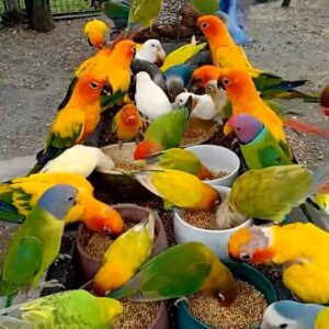Love birds