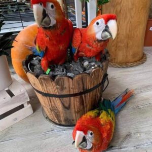 Scarlet Macaw
